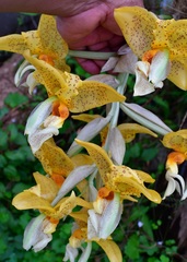 Stanhopea graveolens