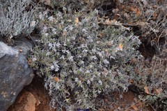 Lithodora fruticosa