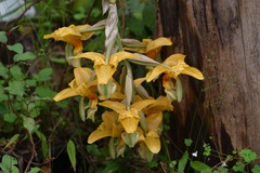 Stanhopea graveolens