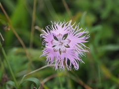 Dianthus superbus superbus
