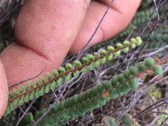 Cheilanthes micropteris