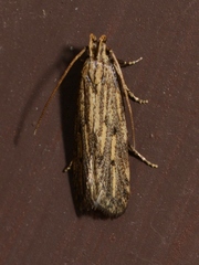 Spinitibia hodgesi