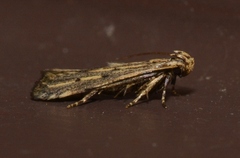 Spinitibia hodgesi