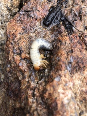 Scolecocampa liburna