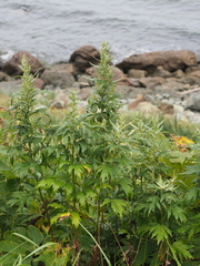 Artemisia montana