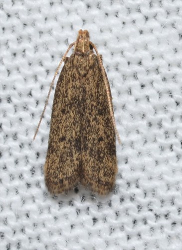 Juniper Tip Moth photo 2