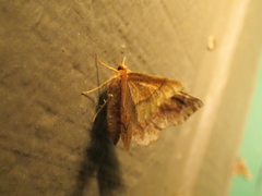 Metarranthis hypochraria