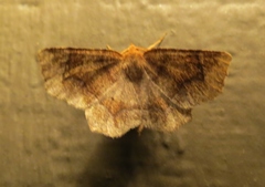 Metarranthis hypochraria