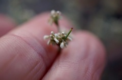 Eriogonum baileyi baileyi
