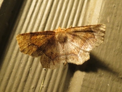 Metarranthis hypochraria