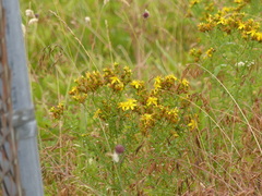 Hypericum densiflorum