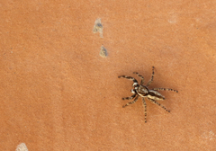 Menemerus bivittatus