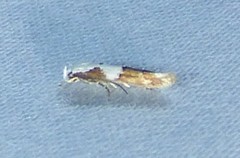 Mompha circumscriptella