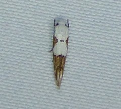 Mompha circumscriptella