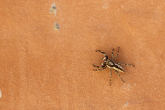 Menemerus bivittatus