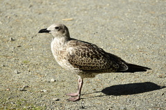 Larus argentatus