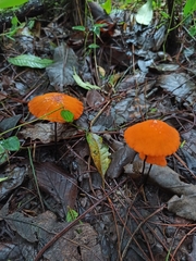 Marasmius spegazzinii