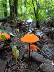 Marasmius spegazzinii