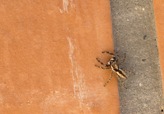 Menemerus bivittatus