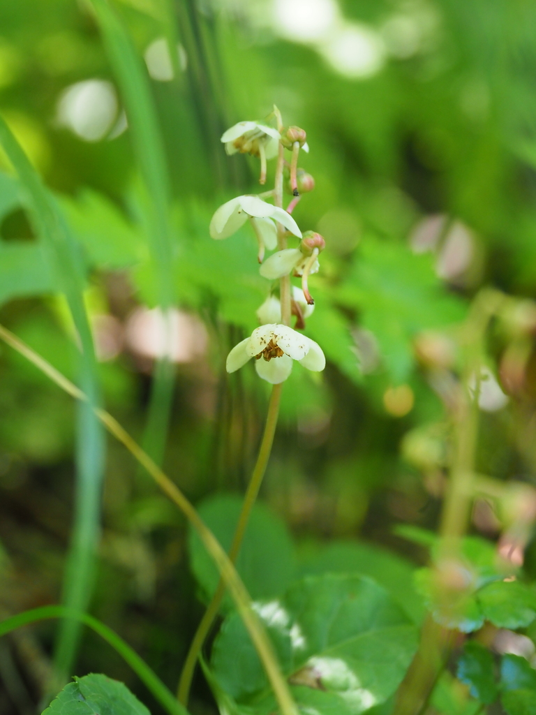 Pyrola alpina
