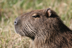 Hydrochoerus hydrochaeris