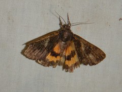 Catocala antinympha