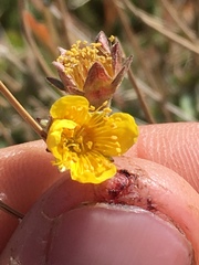 Geum rossii