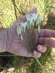 Triteleia peduncularis