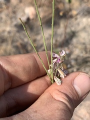 Polygala hottentotta
