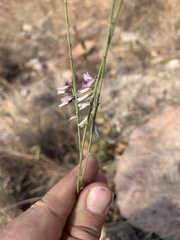 Polygala hottentotta