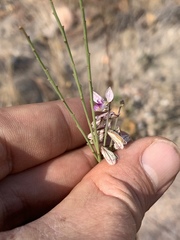 Polygala hottentotta