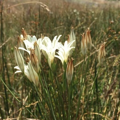 Triteleia peduncularis