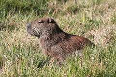 Hydrochoerus hydrochaeris