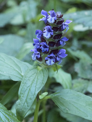 Prunella vulgaris lanceolata
