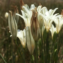 Triteleia peduncularis