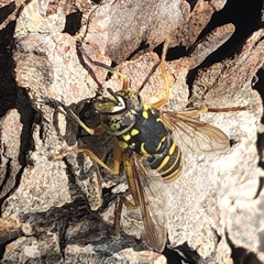 Spilomyia citima