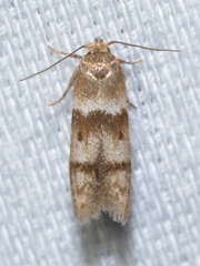 Blastobasis pulchella