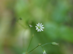 Stellaria fenzlii