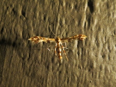 Geina periscelidactylus