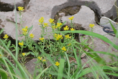 Rorippa sinuata