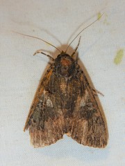 Catocala antinympha