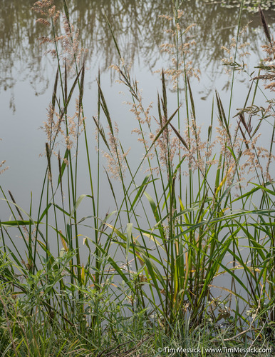 Otra foto de Wild rice