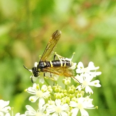 Tenthredo marginella