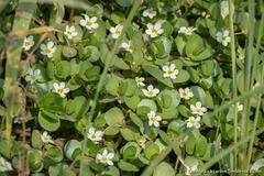 Bacopa eisenii