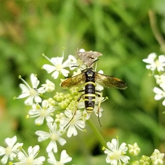 Tenthredo marginella