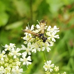 Tenthredo marginella