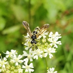 Tenthredo marginella