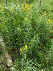 Solidagininae