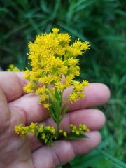 Solidagininae