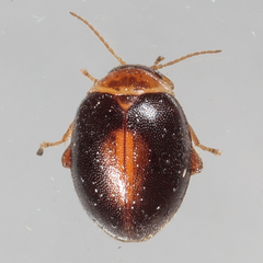 Scirtes orbiculatus